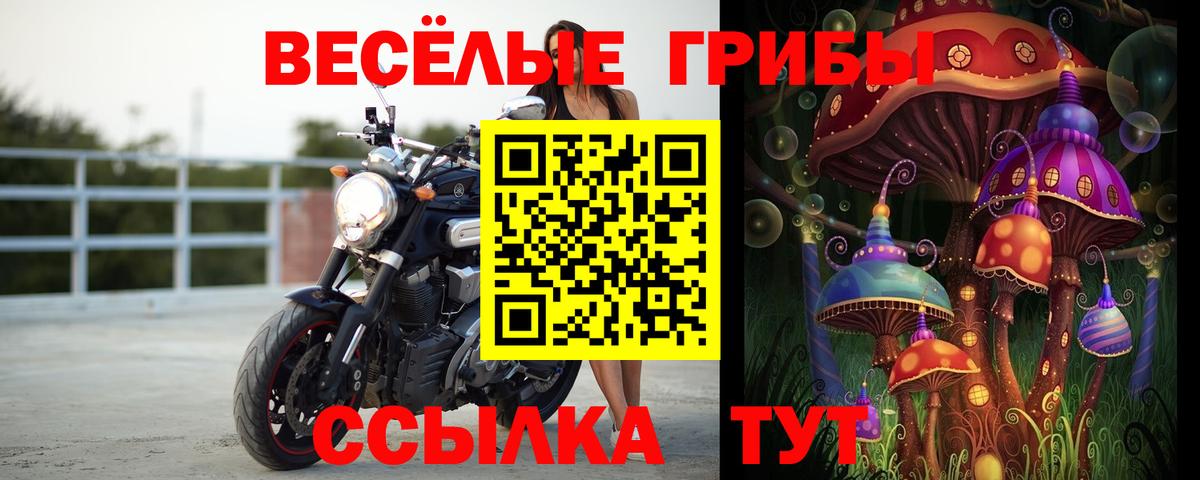 Псилоцибиновые грибы Psilocybine cubensis Унеча